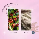 Japanese Cherry Blossom 1.webp